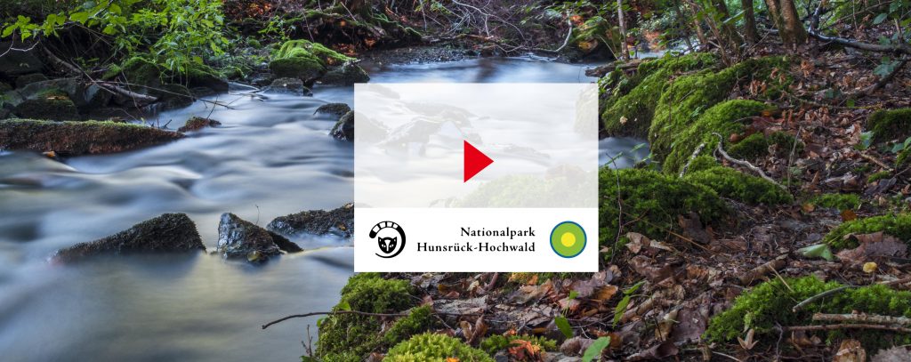 Videokampagne - Nationalpark Hunsrück Hochwald